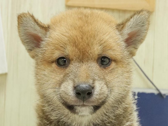 長野県の柴犬(標準サイズ) (ペッツワン塩尻店/2024年6月8日生まれ/男の子/赤)の子犬